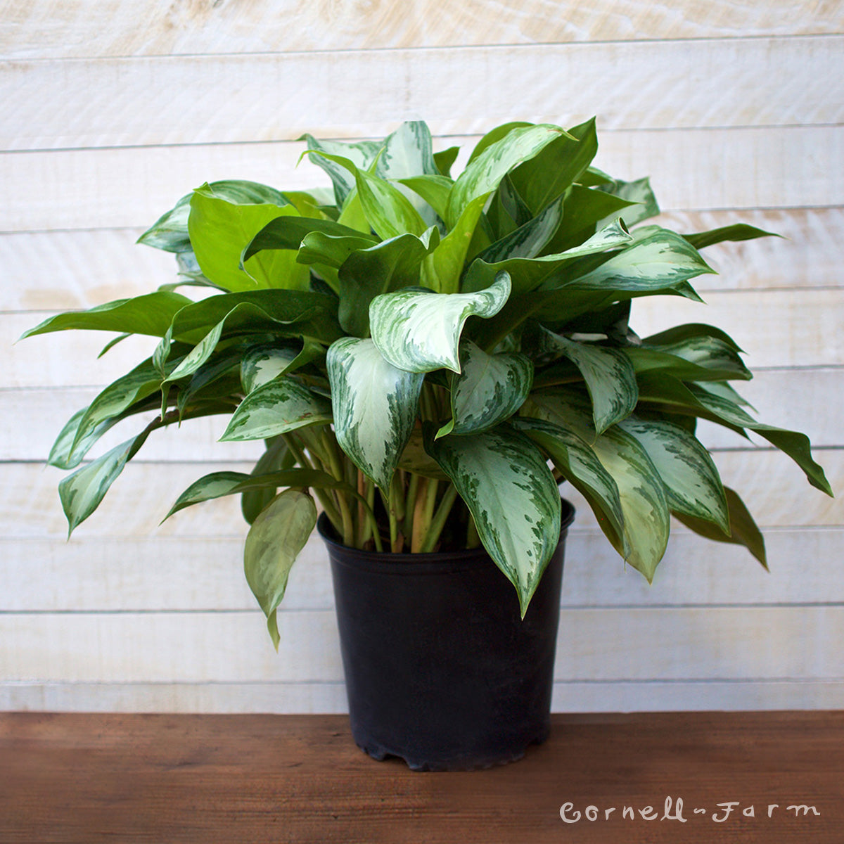 aglaonema plateada Aglaonema 10in Silver Bay