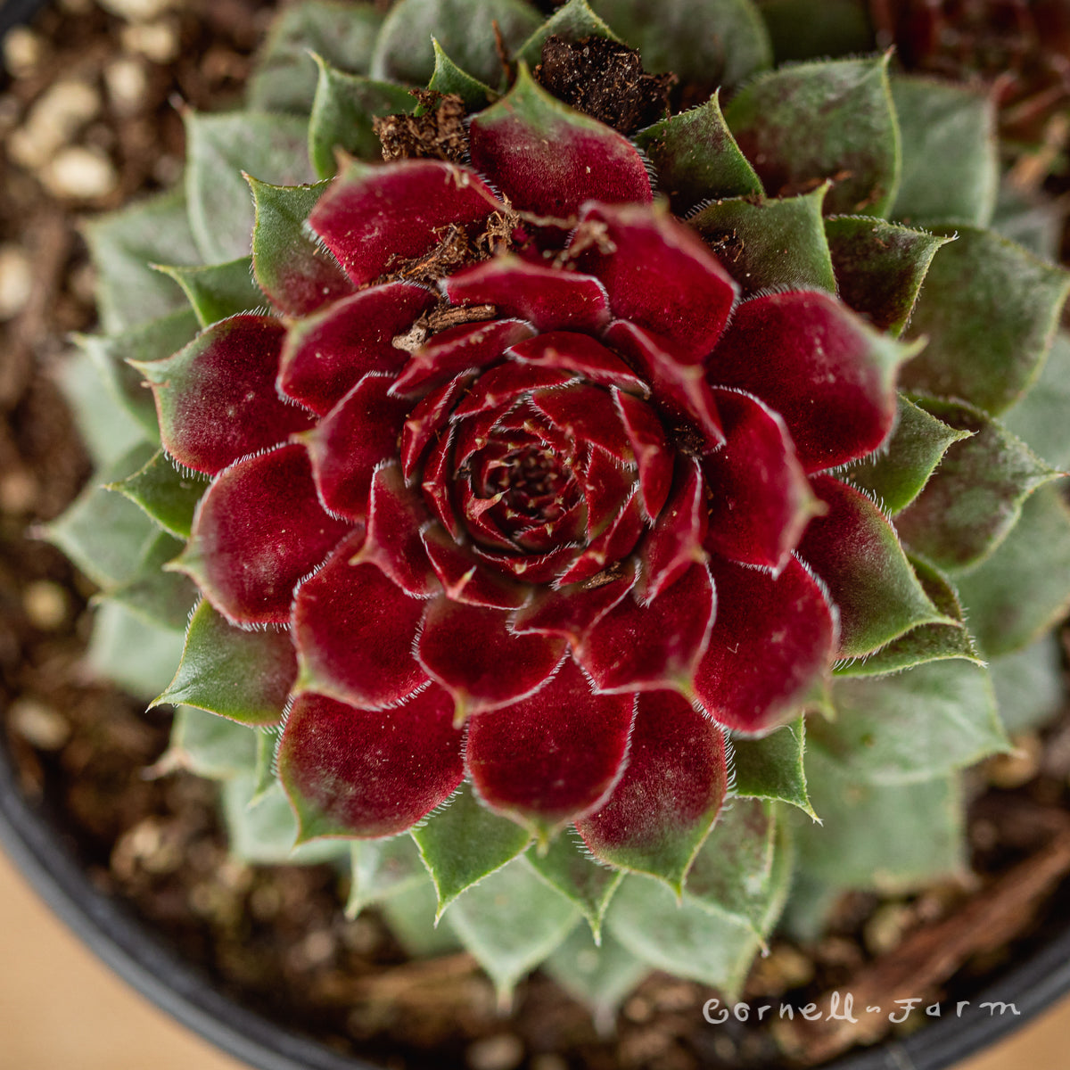 red rubin succulent Sempervivum Red Rubin 4in Hens & Chicks