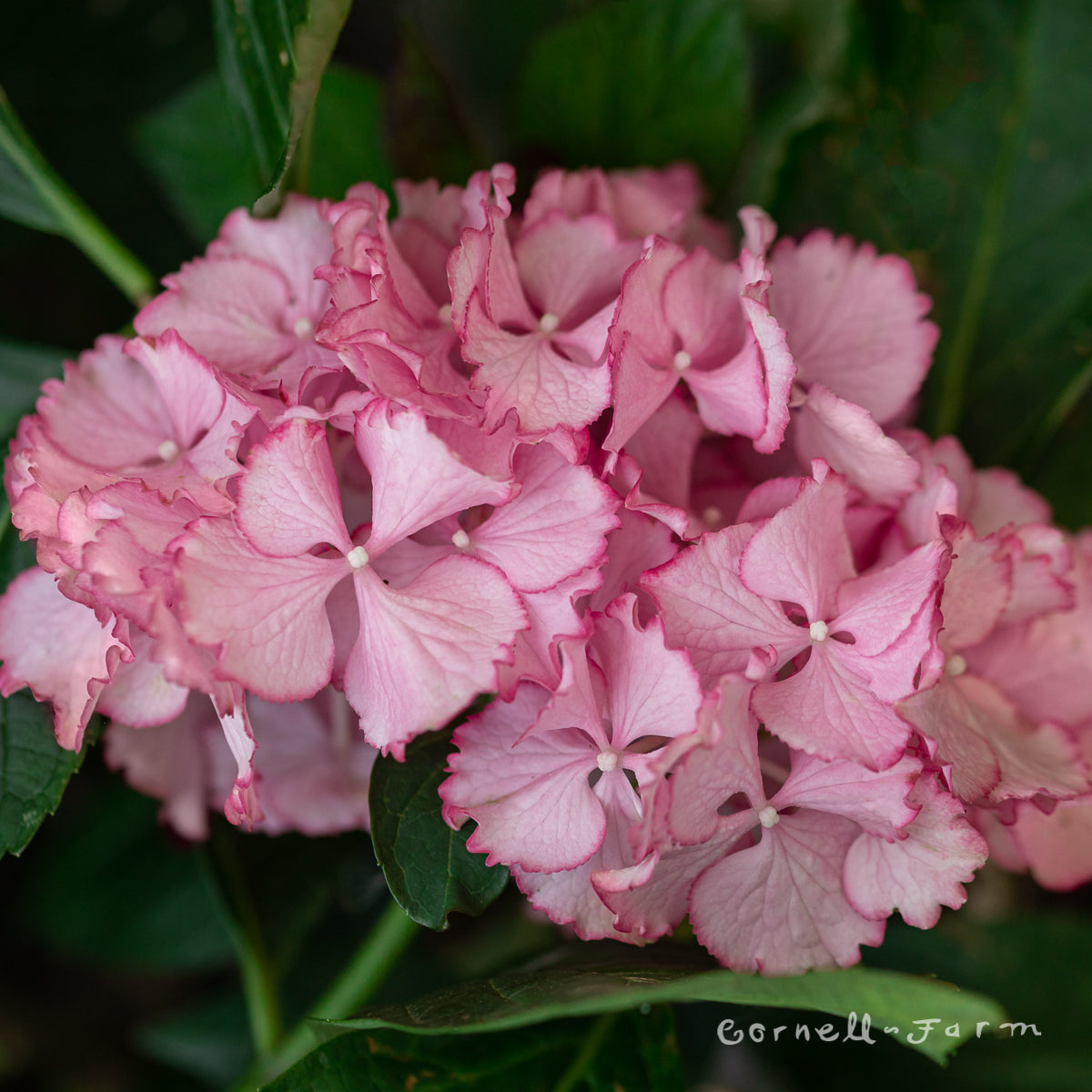Hydrangea m. Seaside Serenade Fire Island 5gal – Cornell Farm