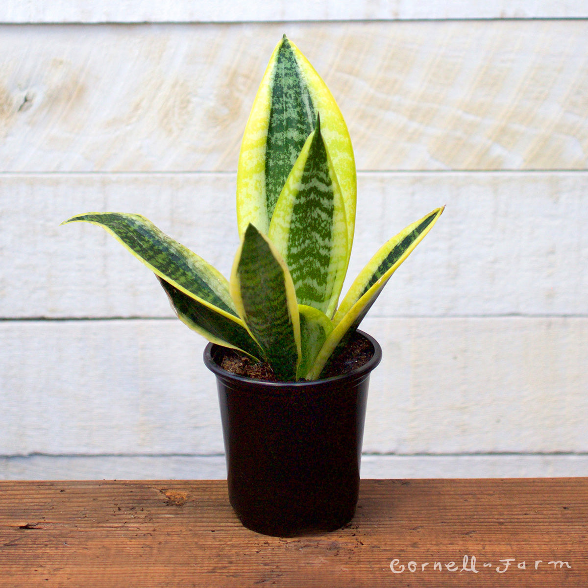 sansevieria trifasciata var laurentii Sansevieria trifasciata 4in Laurentii snake plant