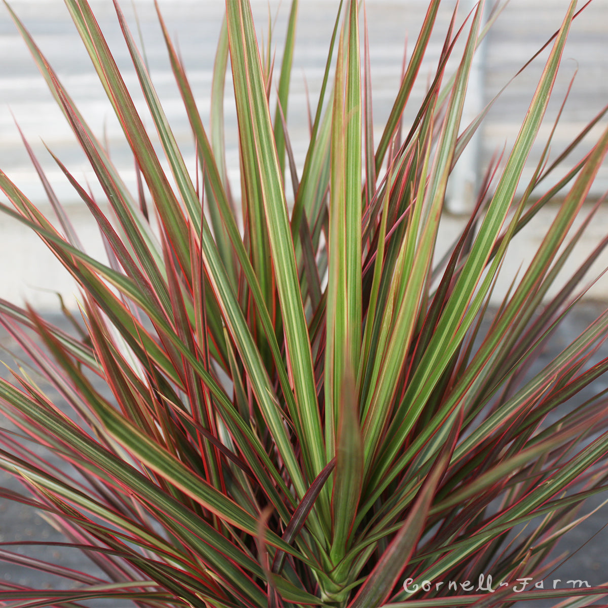 dracaena magenta plant Dracaena marginata 8in Magenta in Decorative Pot – Cornell Farm