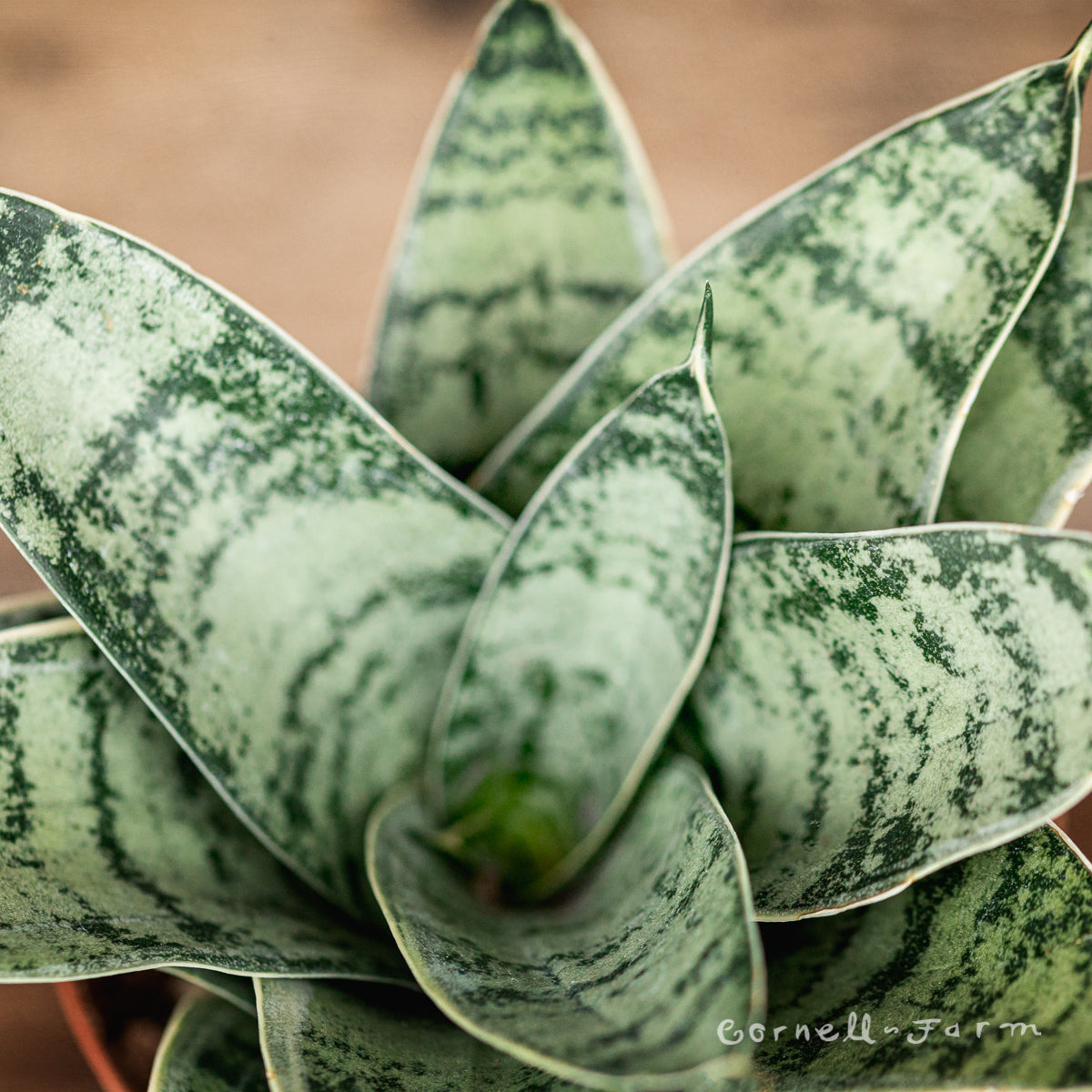 Sansevieria hahnii 4in Birds Nest Assorted snake plant – Cornell Farm