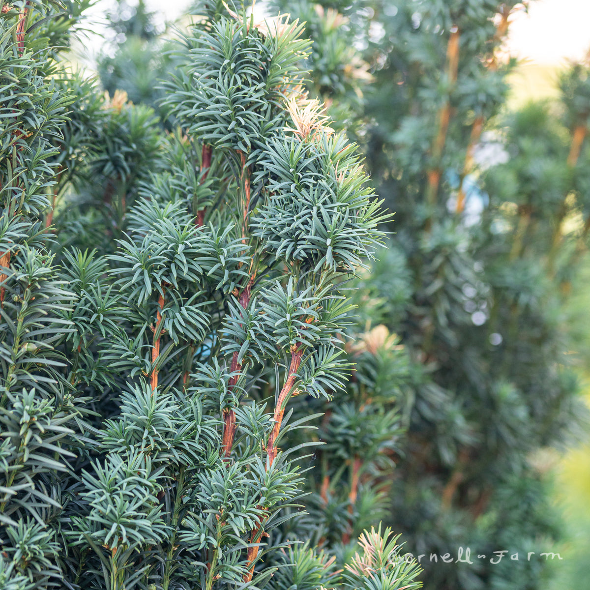 Taxus b. Fastigiata 4-5ft Irish Yew