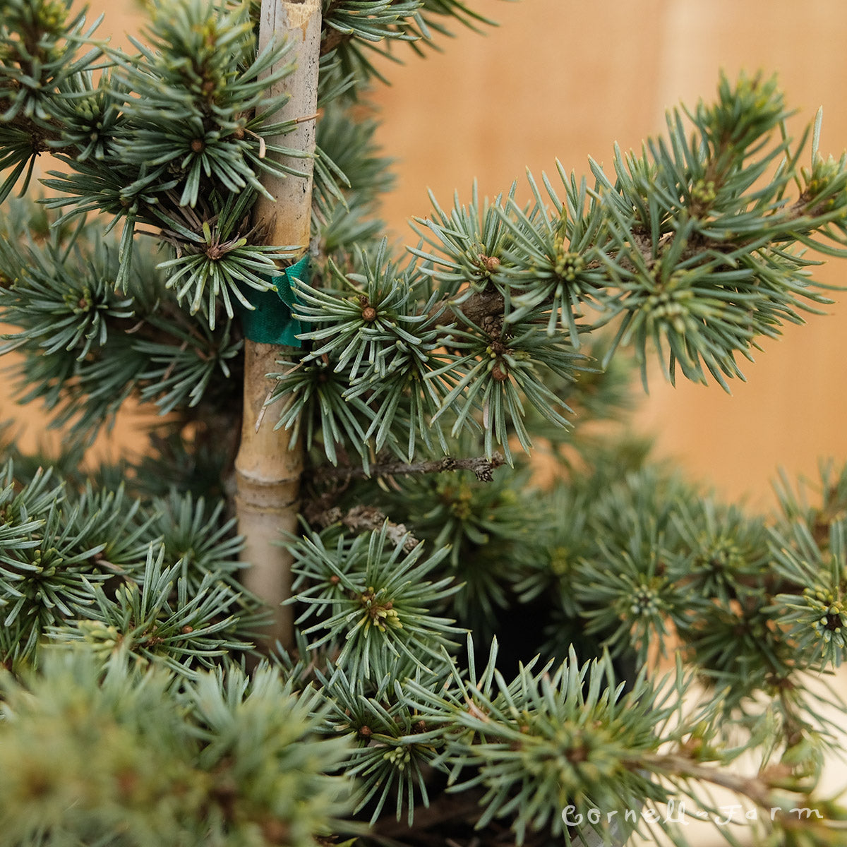 Cedrus a. Sapphire Nymph 1gal 9-12