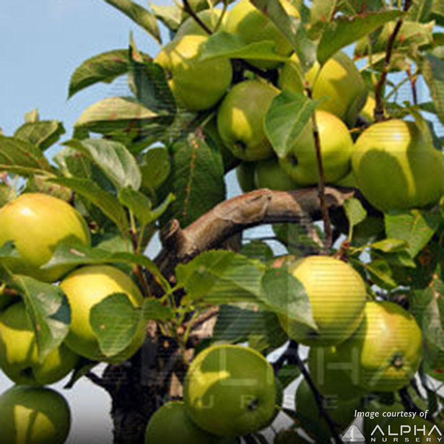 Apple - Golden Golden Delicious Apples | Hy-Vee Aisles Online Grocery Shopping