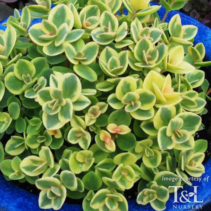 lime twister sedum succulent Sedum Sunsparkler Lime Twister 4in – Cornell Farm