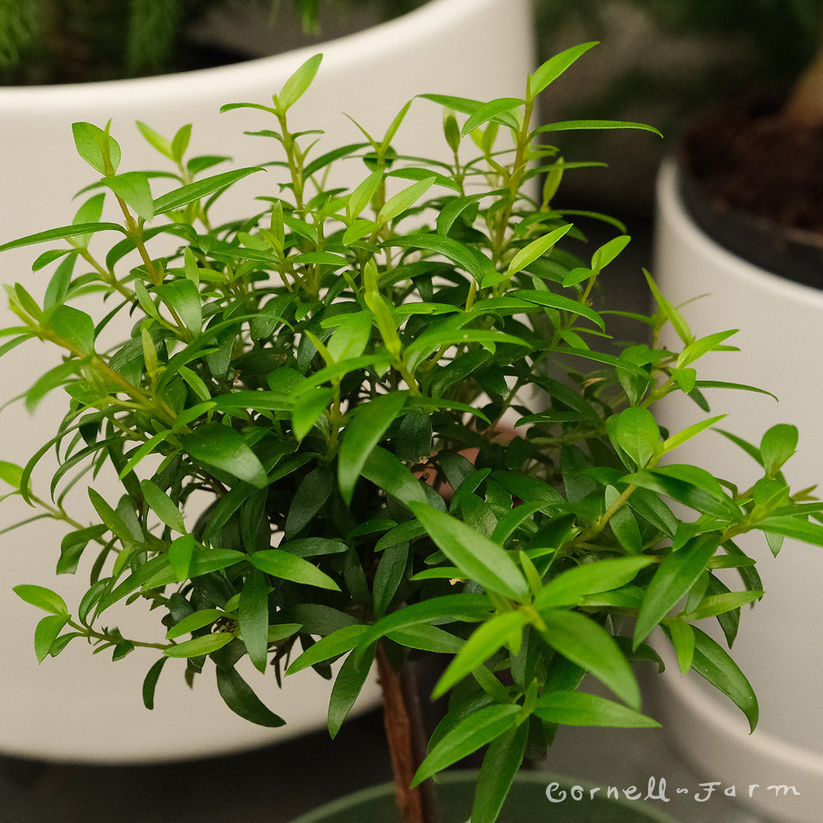 myrtle communis indoor plant Myrtus communis 5in Myrtle Topiary