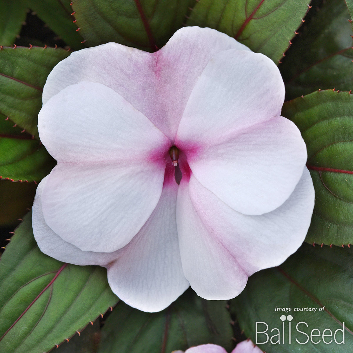 Impatiens-NG Light Pink+Eye 4.25in ColorPower CF – Cornell Farm