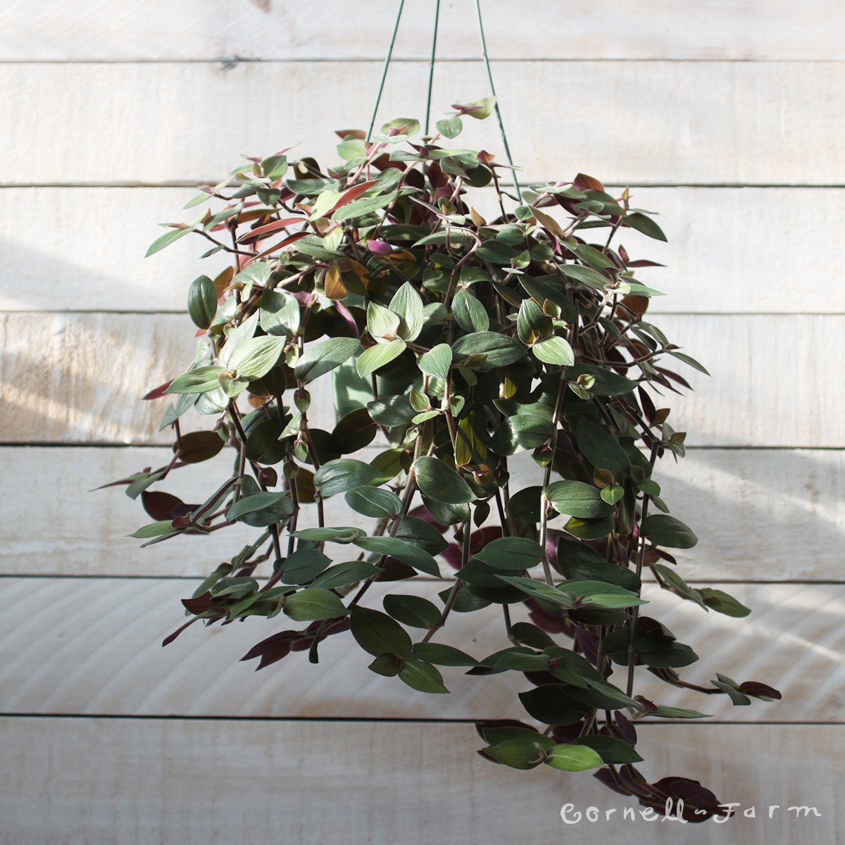 purple fuzzy hanging plant Tradescantia mundula 6in Fuzzy Bunny HB