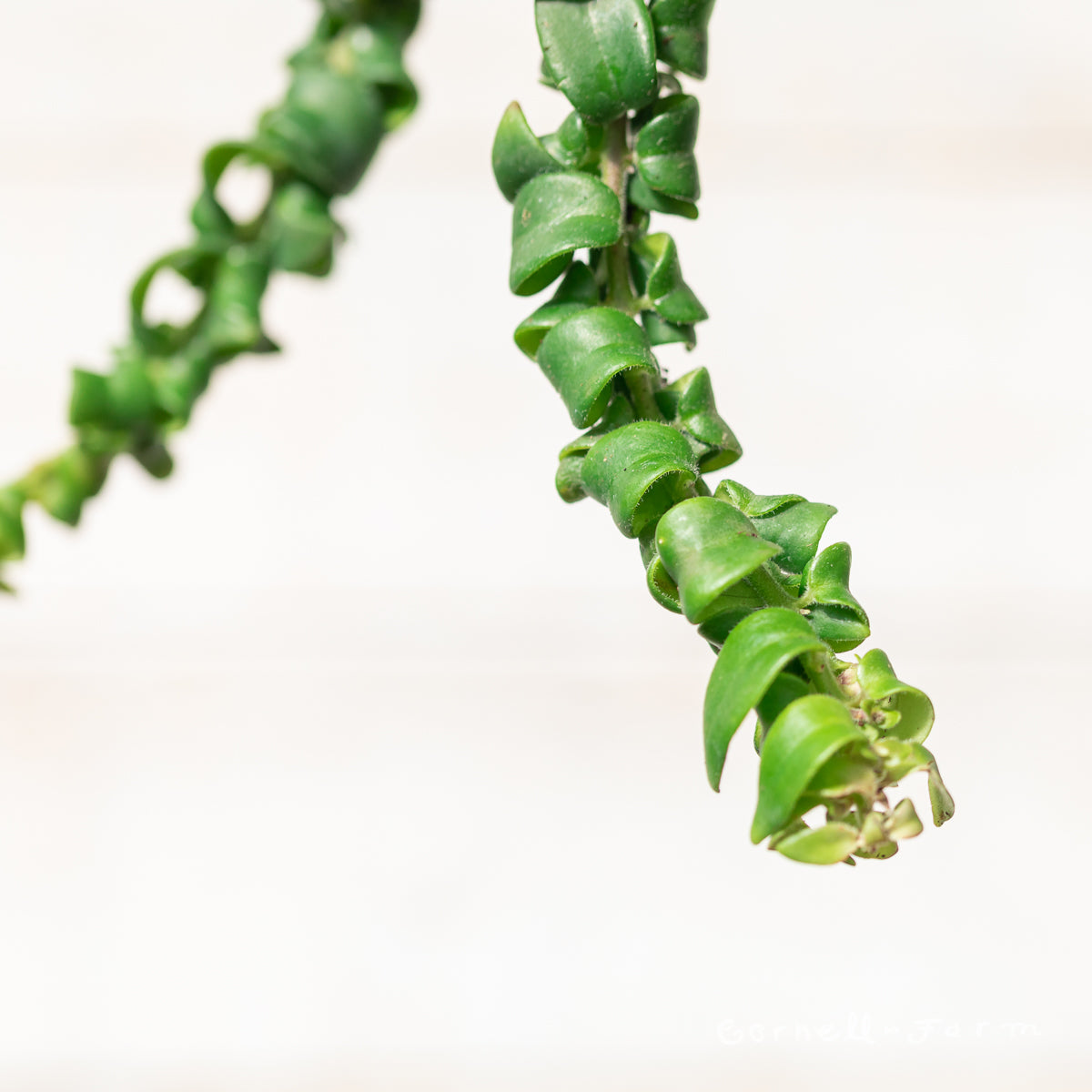 Aeschynanthus radicans 4in Curly Lipstick Plant – Cornell Farm