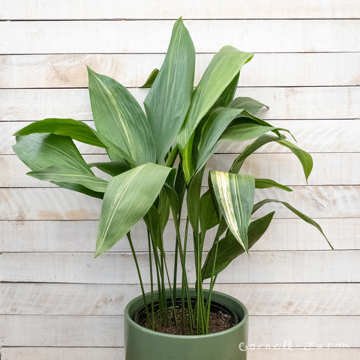Aspidistra 10in Variegated  Cornell Farm