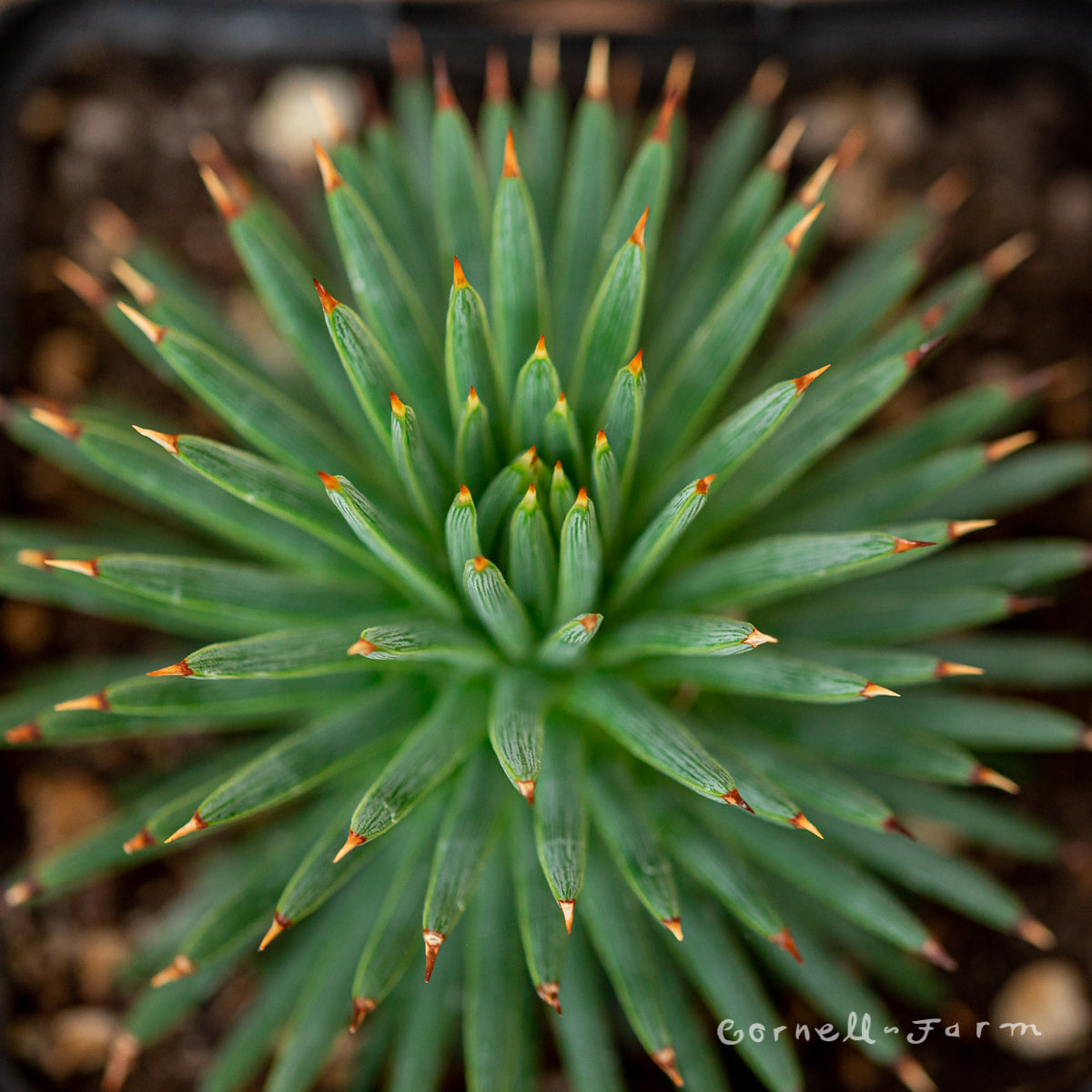 Agave striata ssp. 4in Needle Agave