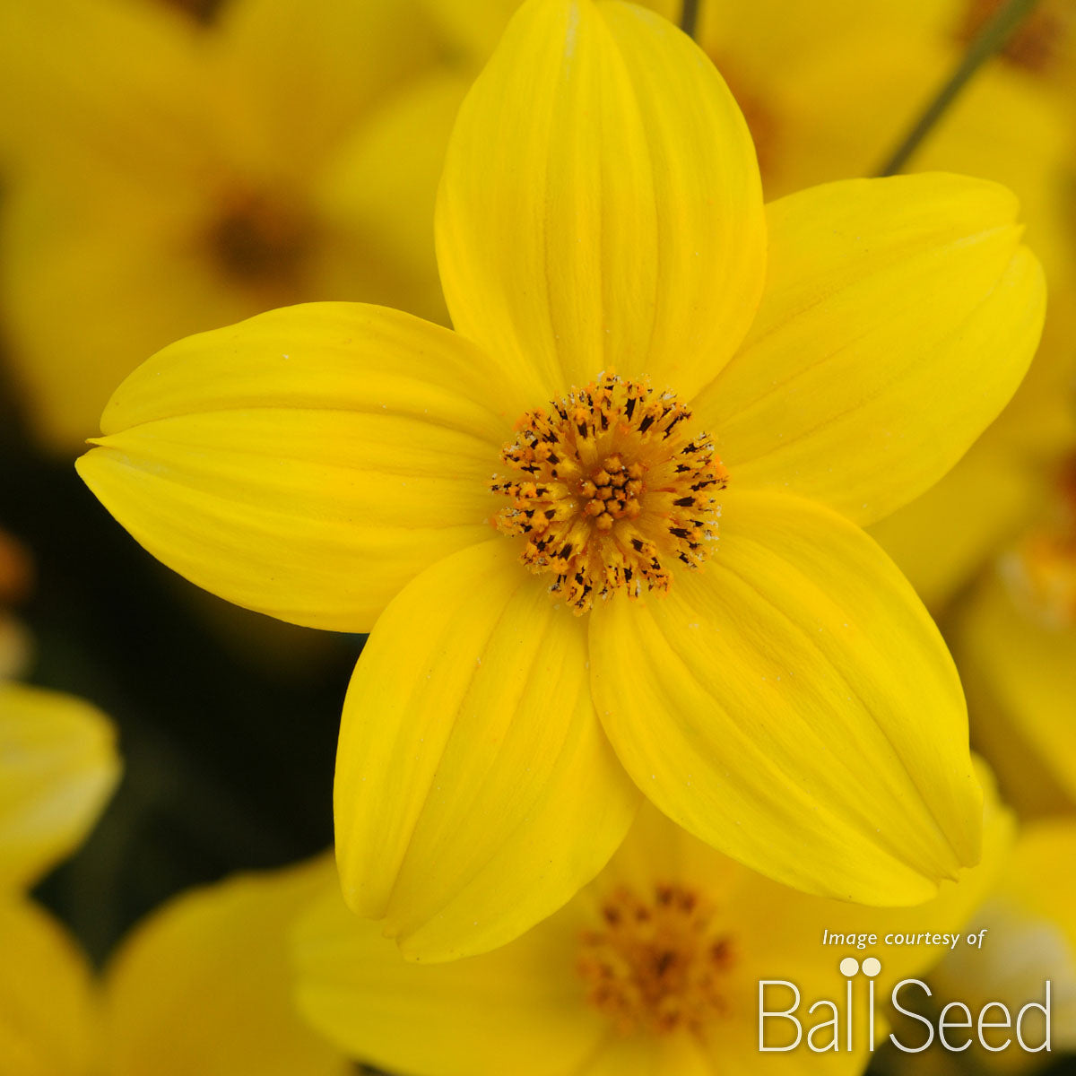 Bidens Namid Early Yellow 4.25in CF – Cornell Farm
