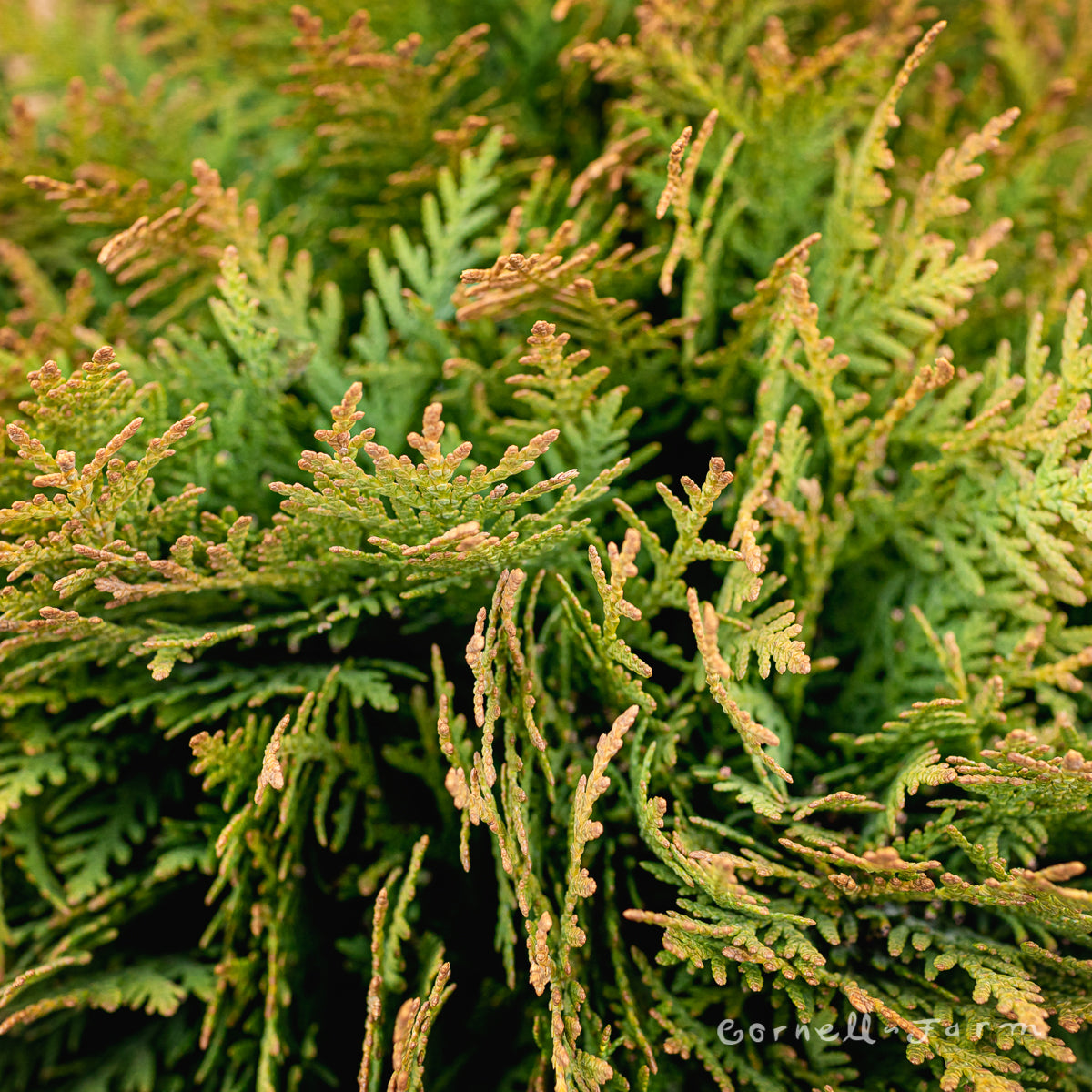 Thuja o. Danica 3gal – Cornell Farm