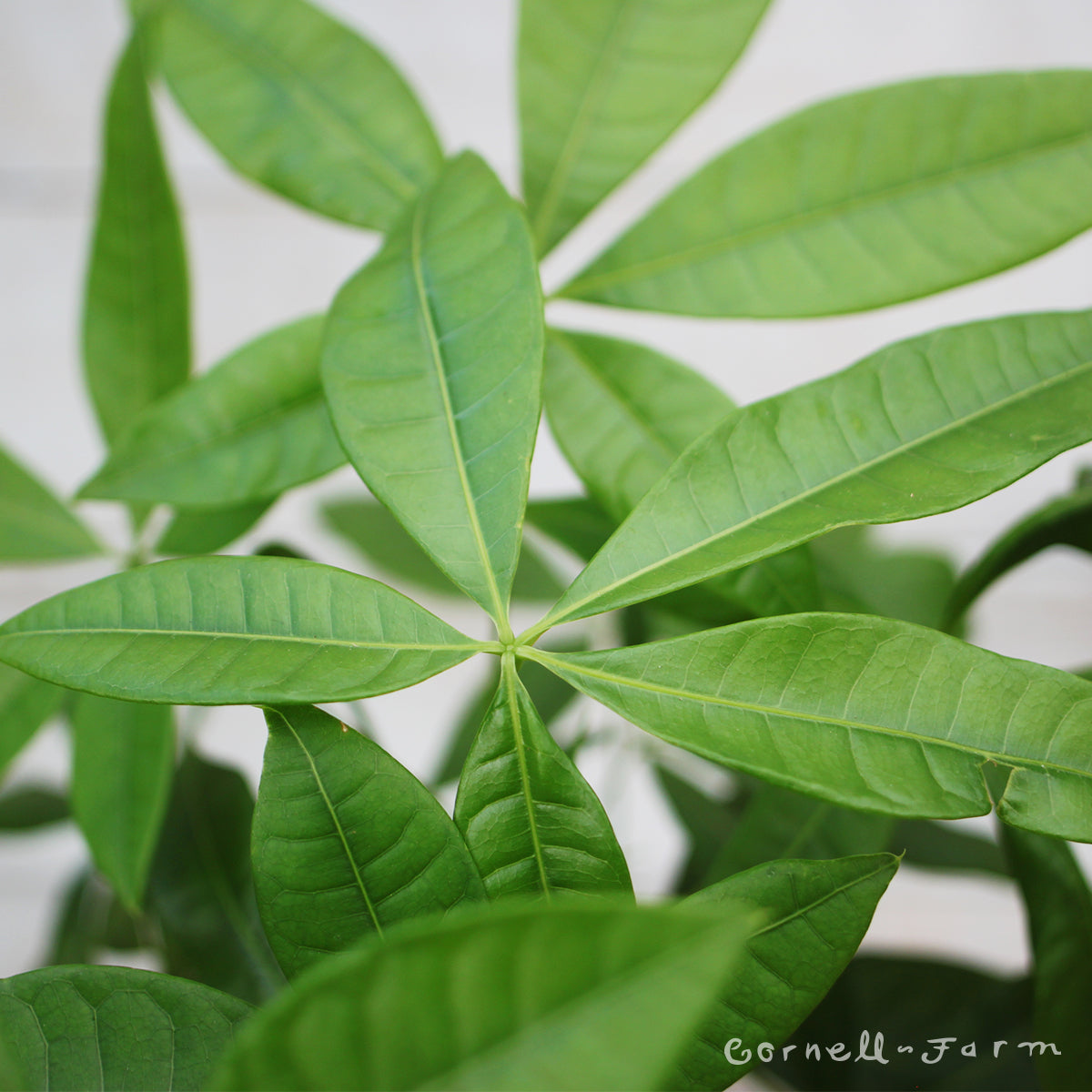 money tree with seven leaves Pachira aquatica 10in Money Tree – Cornell Farm