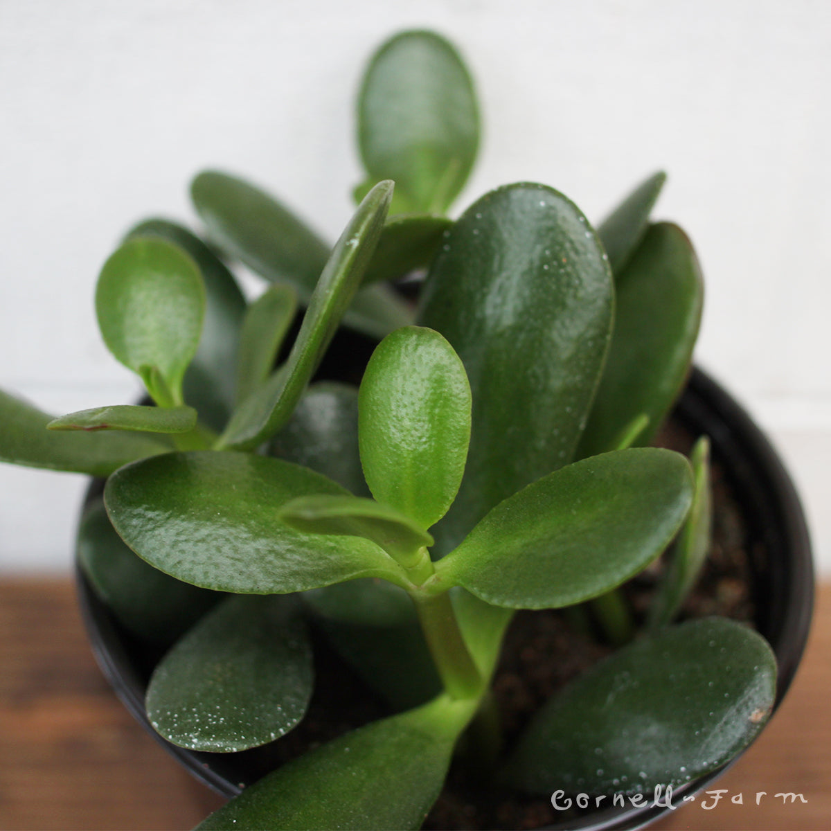 scientific name of jade plant Crassula ovata 4in Jade Plant