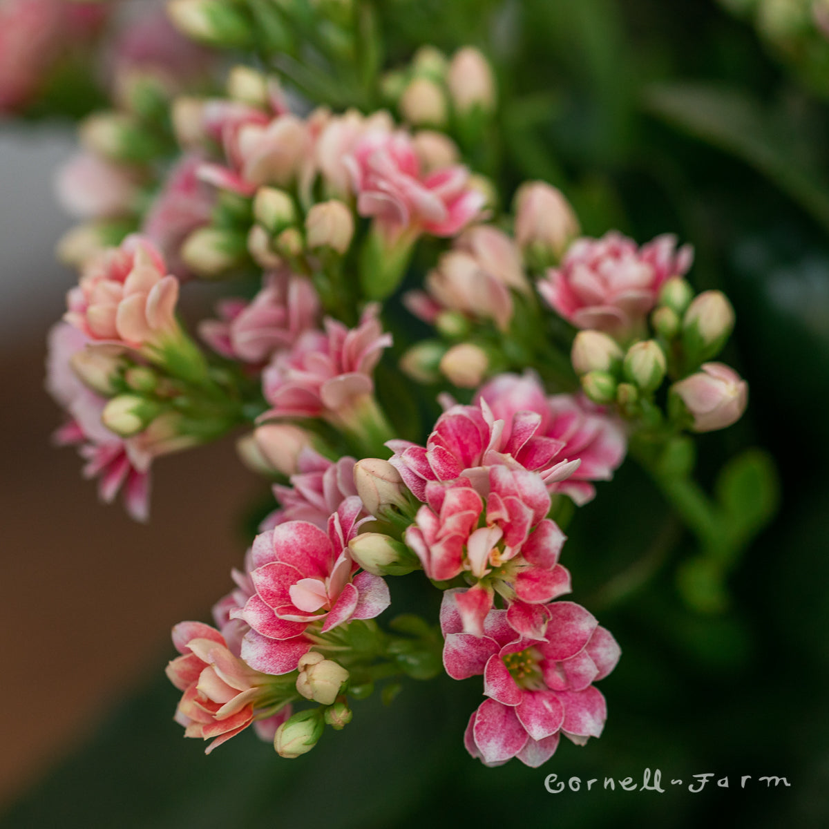 Kalanchoe bloss. 6in Pink Calandiva Florist Kalanchoe – Cornell Farm