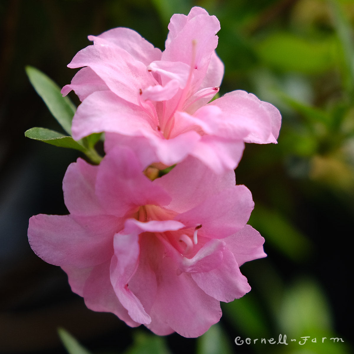 Rosebud Azalea