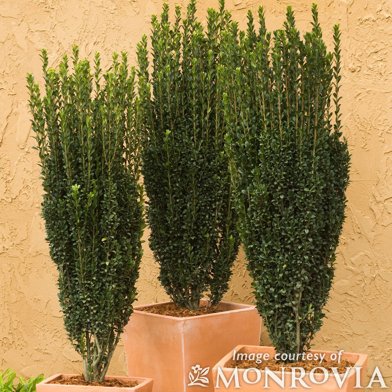 Ilex crenata Sky Pencil 2gal Japanese Holly – Cornell Farm