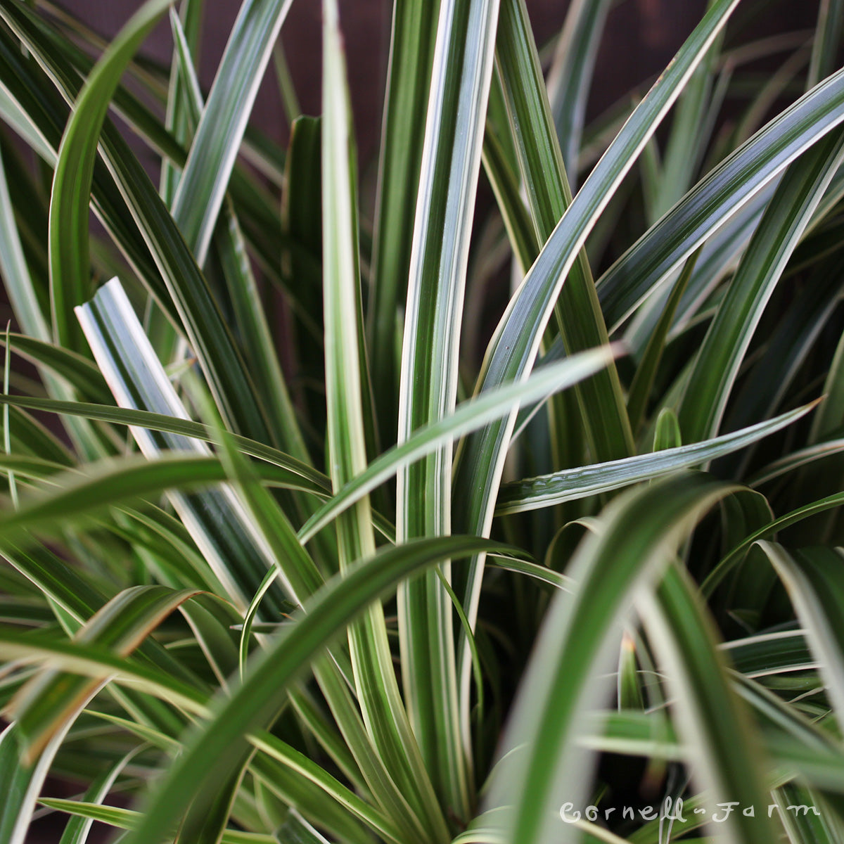 Carex morrowii Ice Dance 1gal – Cornell Farm