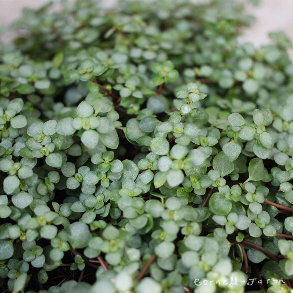 best planted aquarium fertilizer UNS Plant Food main image 1