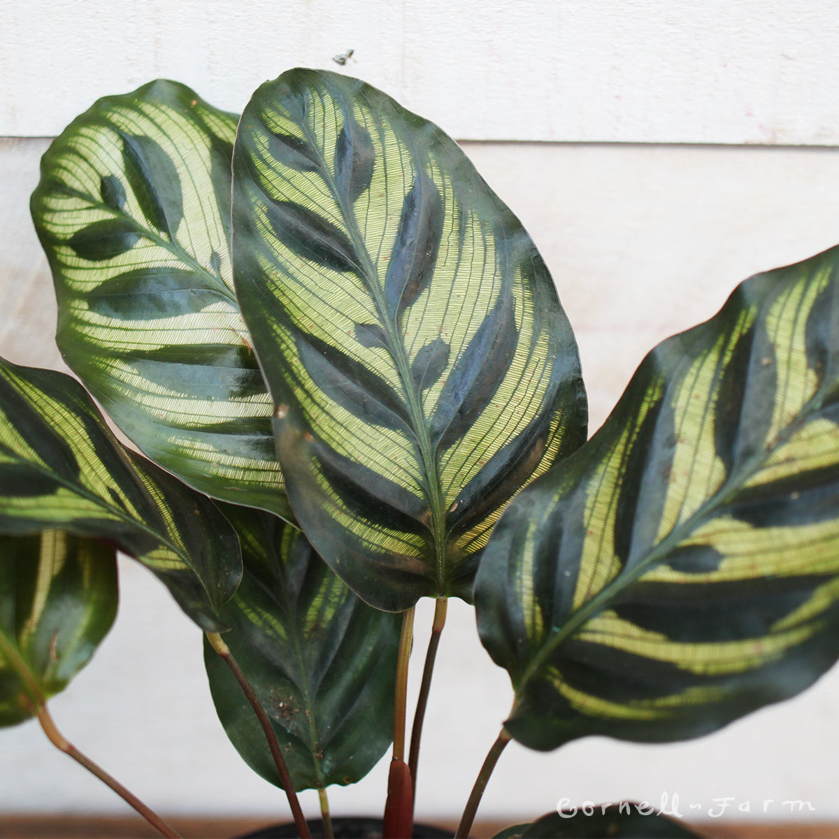Calathea makoyana 4in Peacock Plant