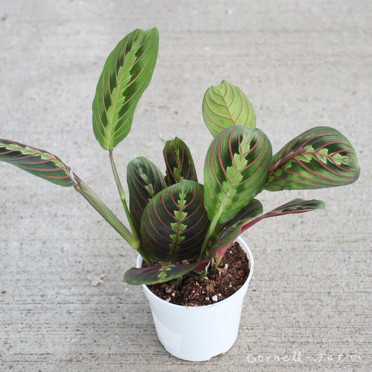 maranta prayer plant near me Maranta le. erythroneura 4in Red Nerve Prayer Plant