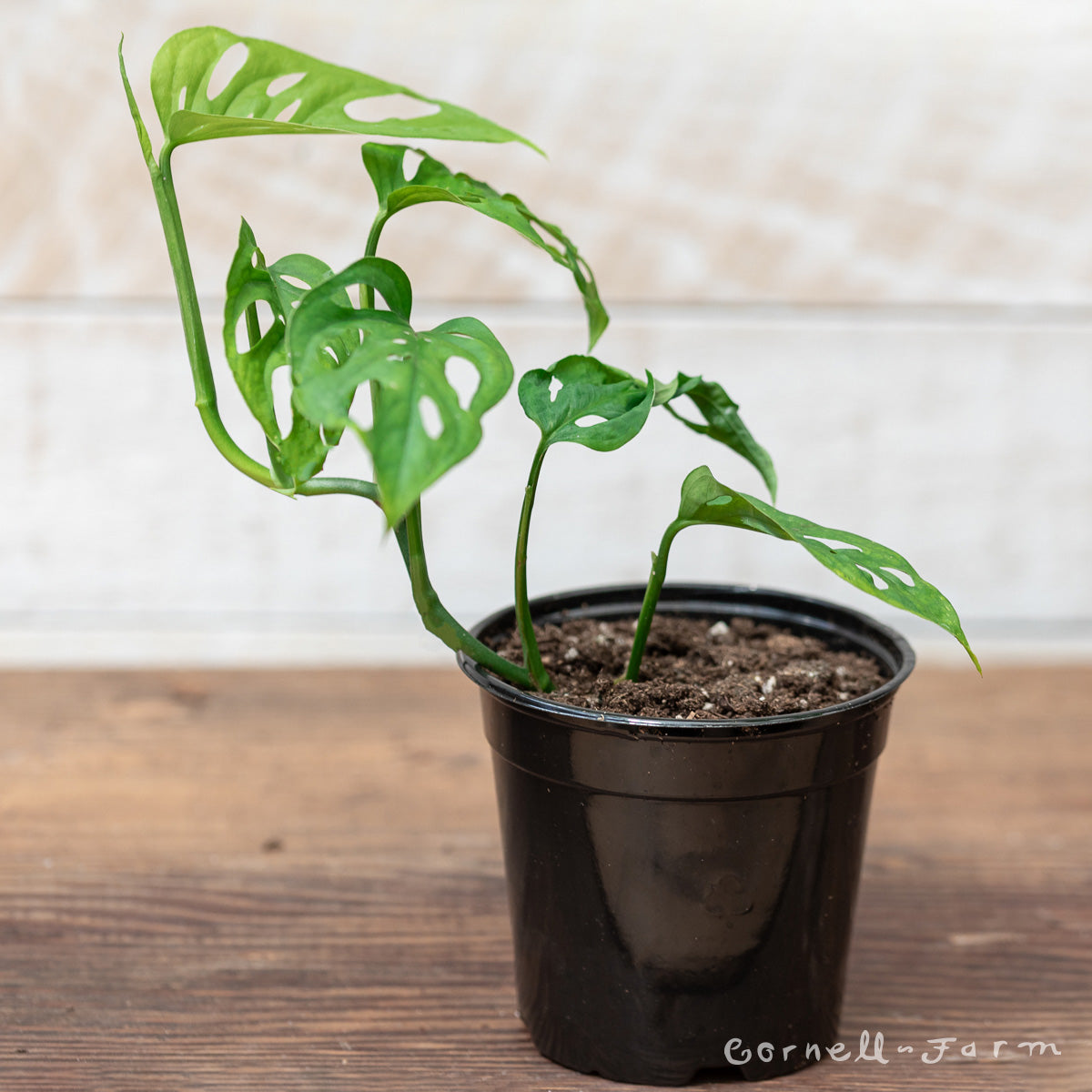 vine monstera Monstera adansonii 4in Swiss Cheese Vine (Narrow form) – Cornell Farm