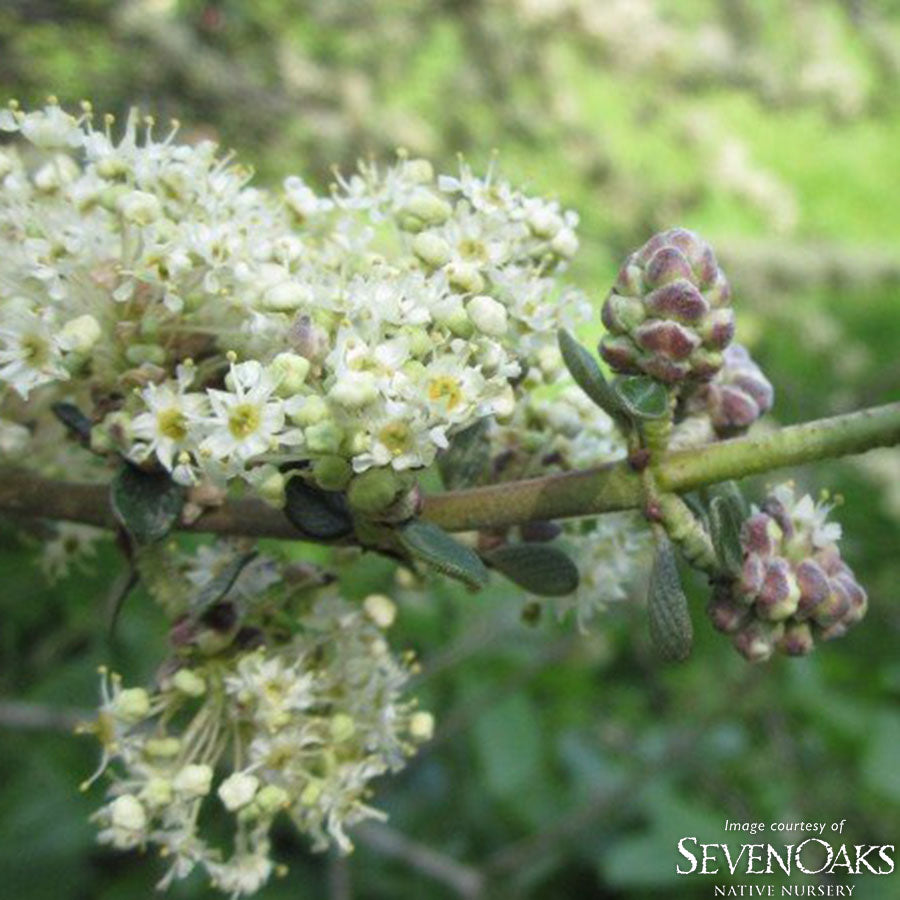 Ceanothus cuneatus 5gal Native Buckbrush