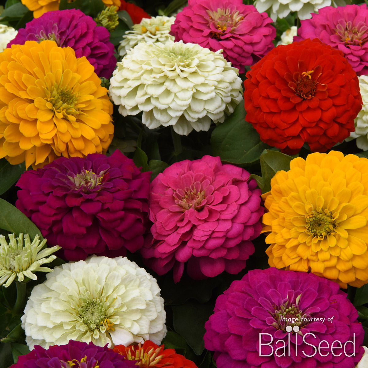 Zinnia Zesty Mix 4.25in CF – Cornell Farm