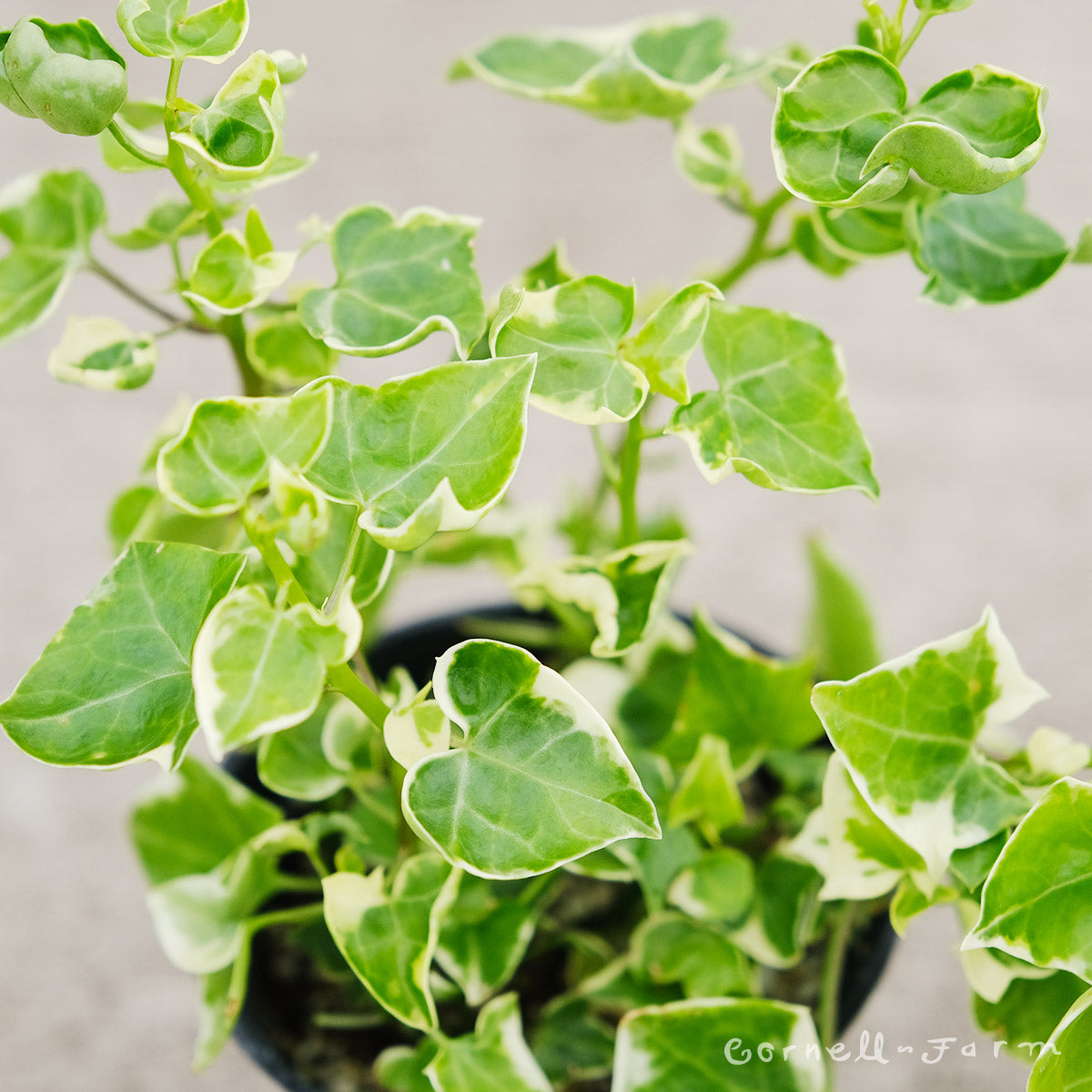 Senecio macroglossus 4in Variegated Wax Ivy – Cornell Farm