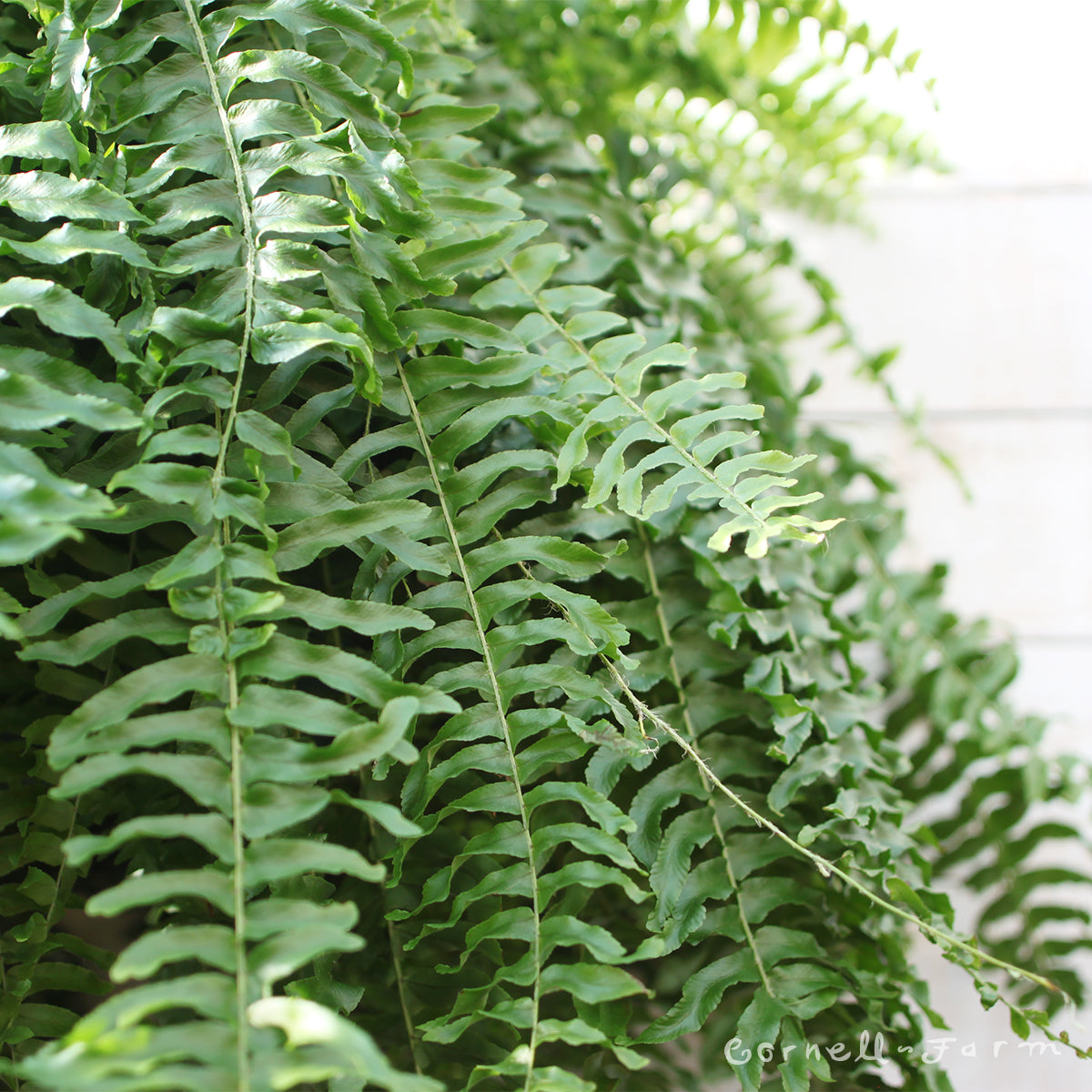 自然栽培 1〜10 Nephrolepis exaltata 10in Boston Fern – Cornell Farm