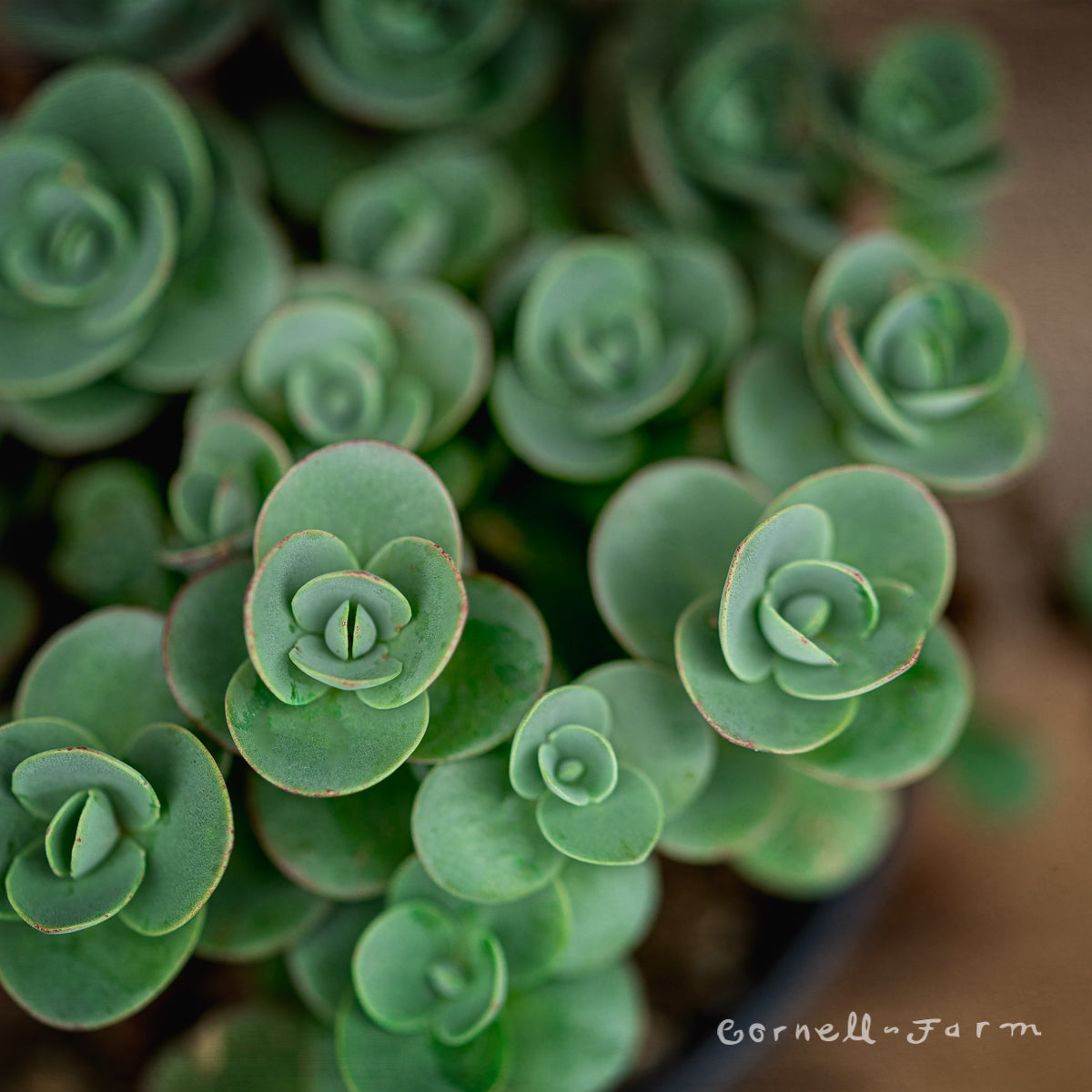 lime zinger succulent Sedum Sunsparkler Lime Zinger 4.25in CF