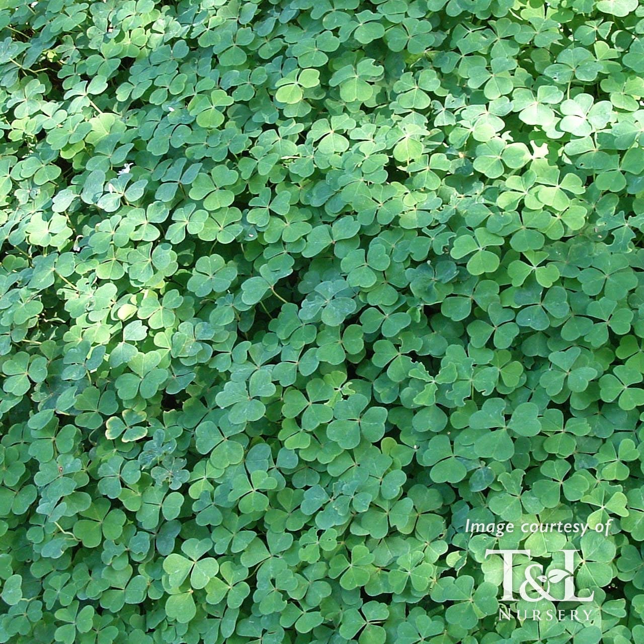 wood sorrel house plant Oxalis oregana 4in Wood Sorrel