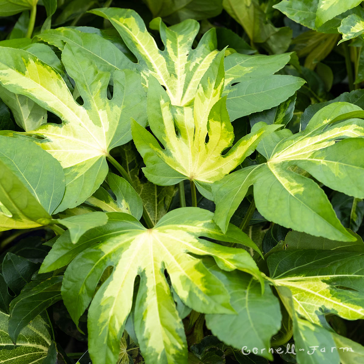 Fatsia japonica var Camouflage 5gal