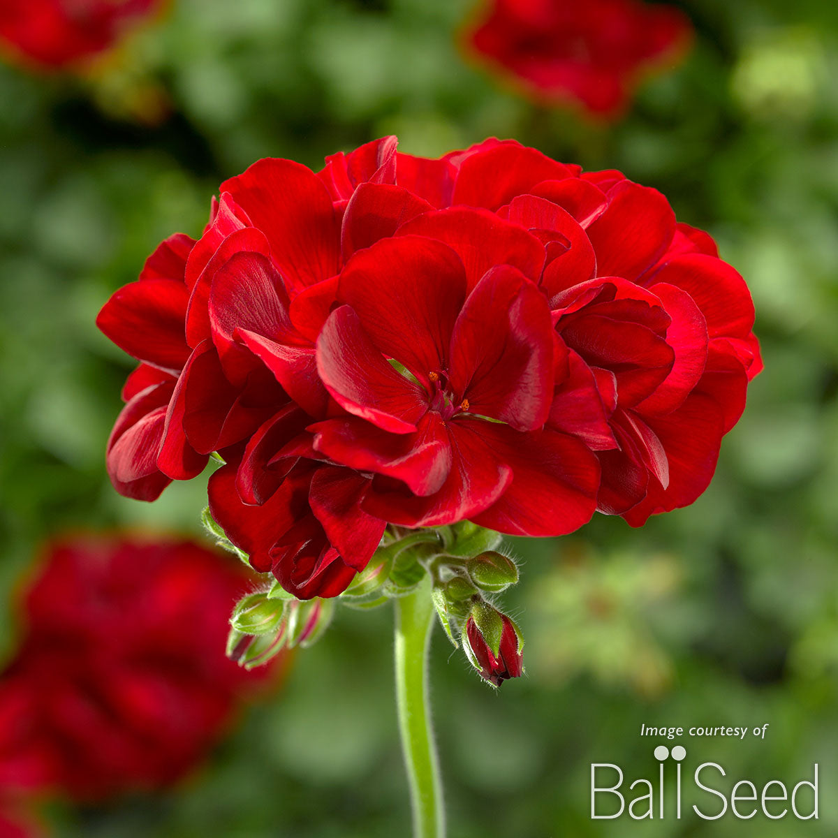 red seed geranium Geranium Calliope Dark Red Qrt. Medium CF