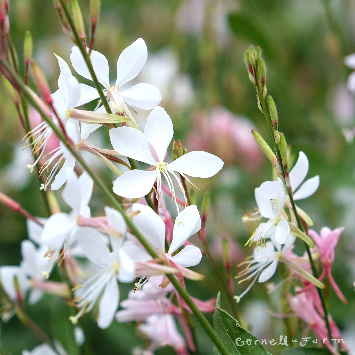 Gaura l Whirling Butterflies Qrt – Cornell Farm