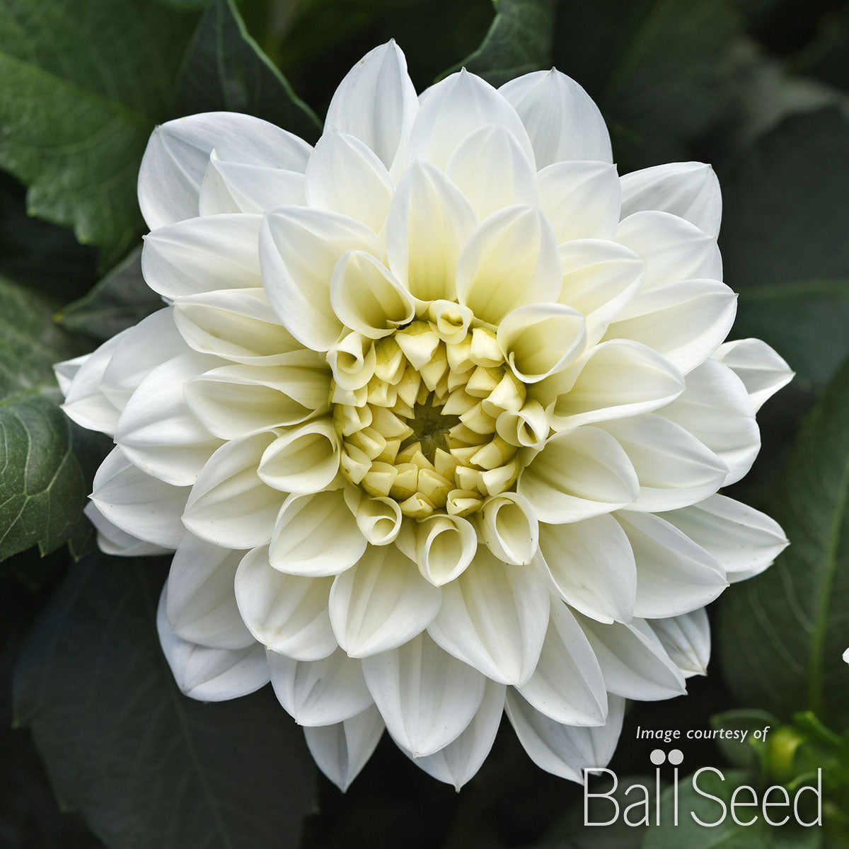 white dahlia seeds Dahlia Dalaya White 2gal CF
