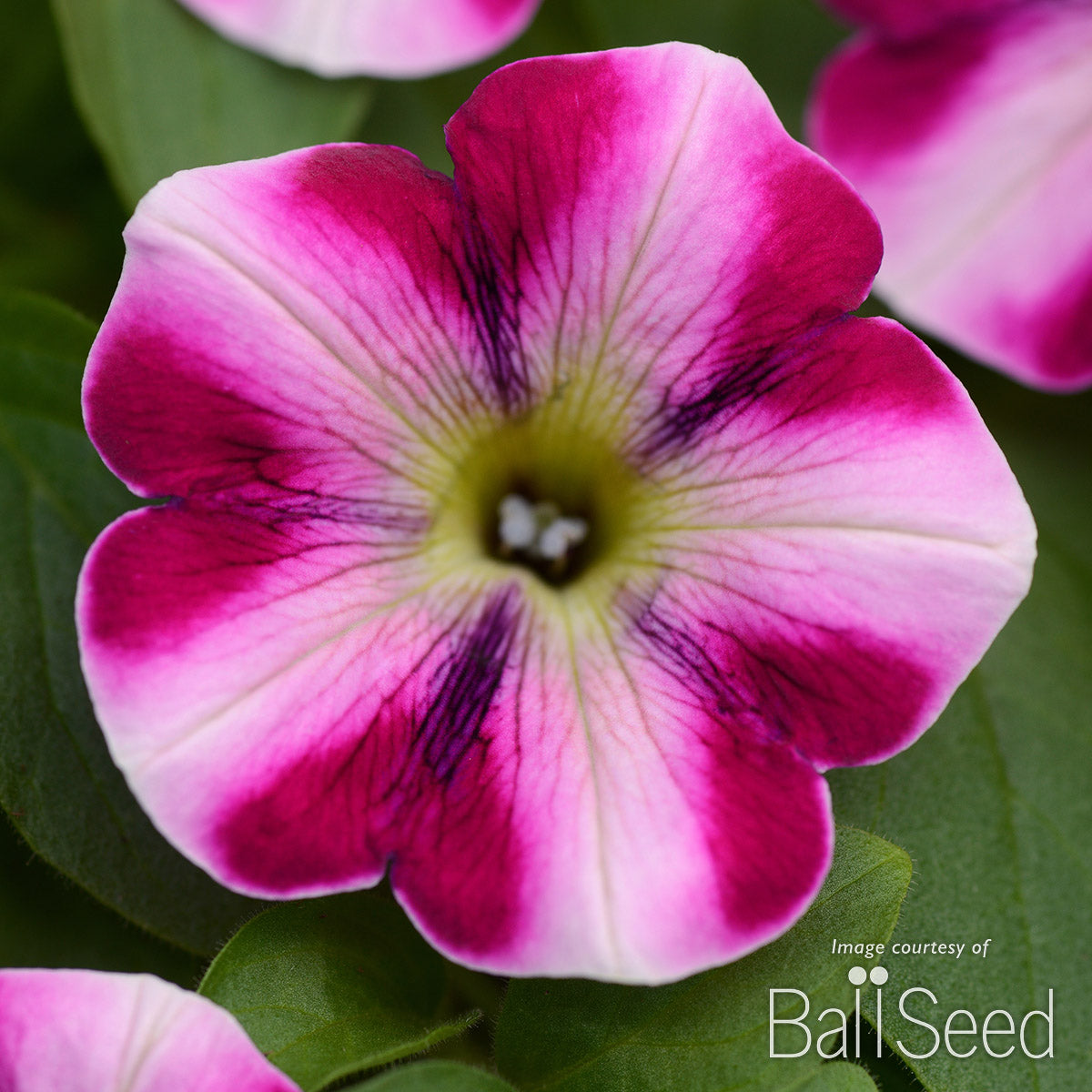 Petunia Raspberry Swirl Headliner 4.25in CF – Cornell Farm