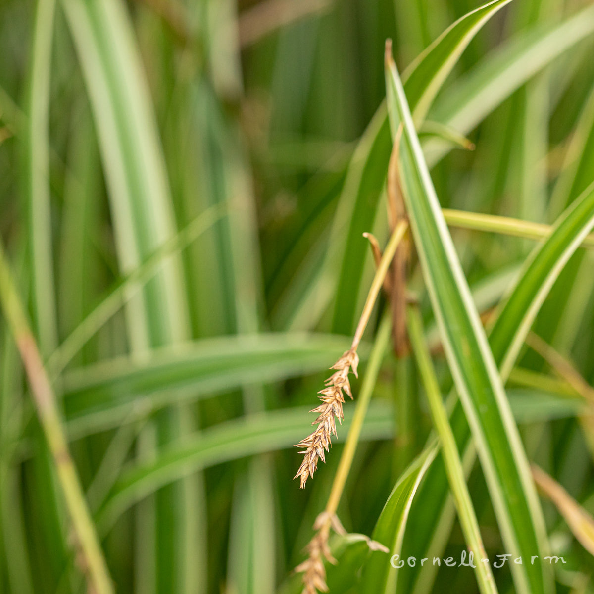 Carex morrowii Ice Dance 2gal – Cornell Farm