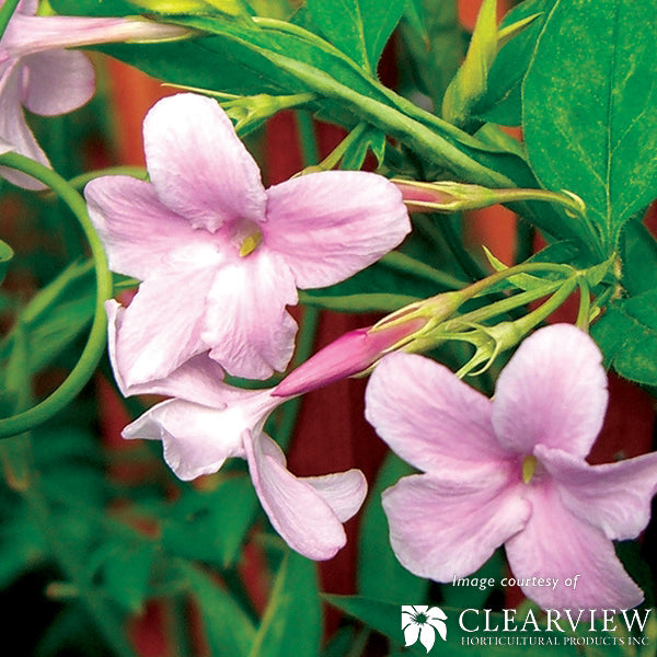 Jasminum x stephanense 1gal Hardy Stephanense Jasmine – Cornell Farm