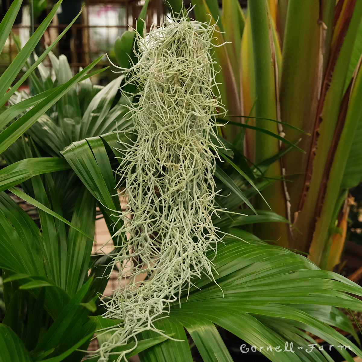 Tillandsia Usneoides silver sage- small bunch