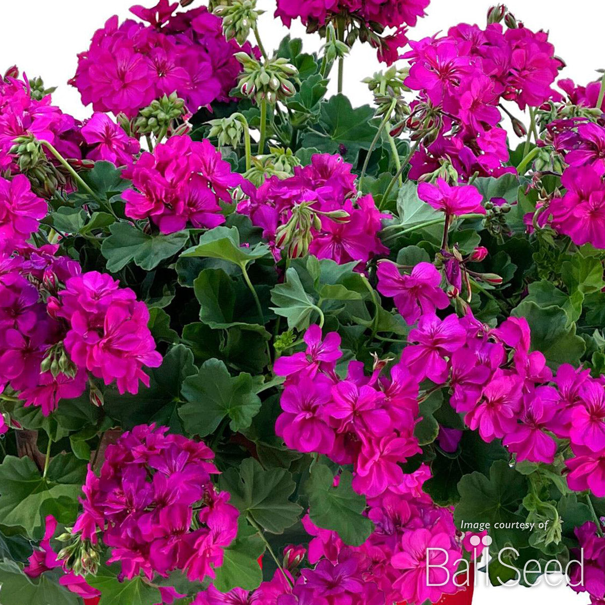 cascading geranium seeds Geranium Calliope Cascade Violet Qrt. CF