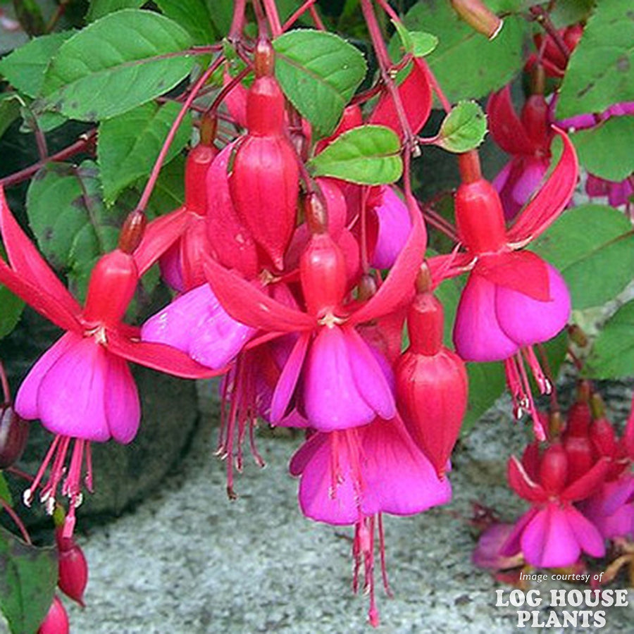 fuchsia house plant Fuchsia Condor 4in Hardy