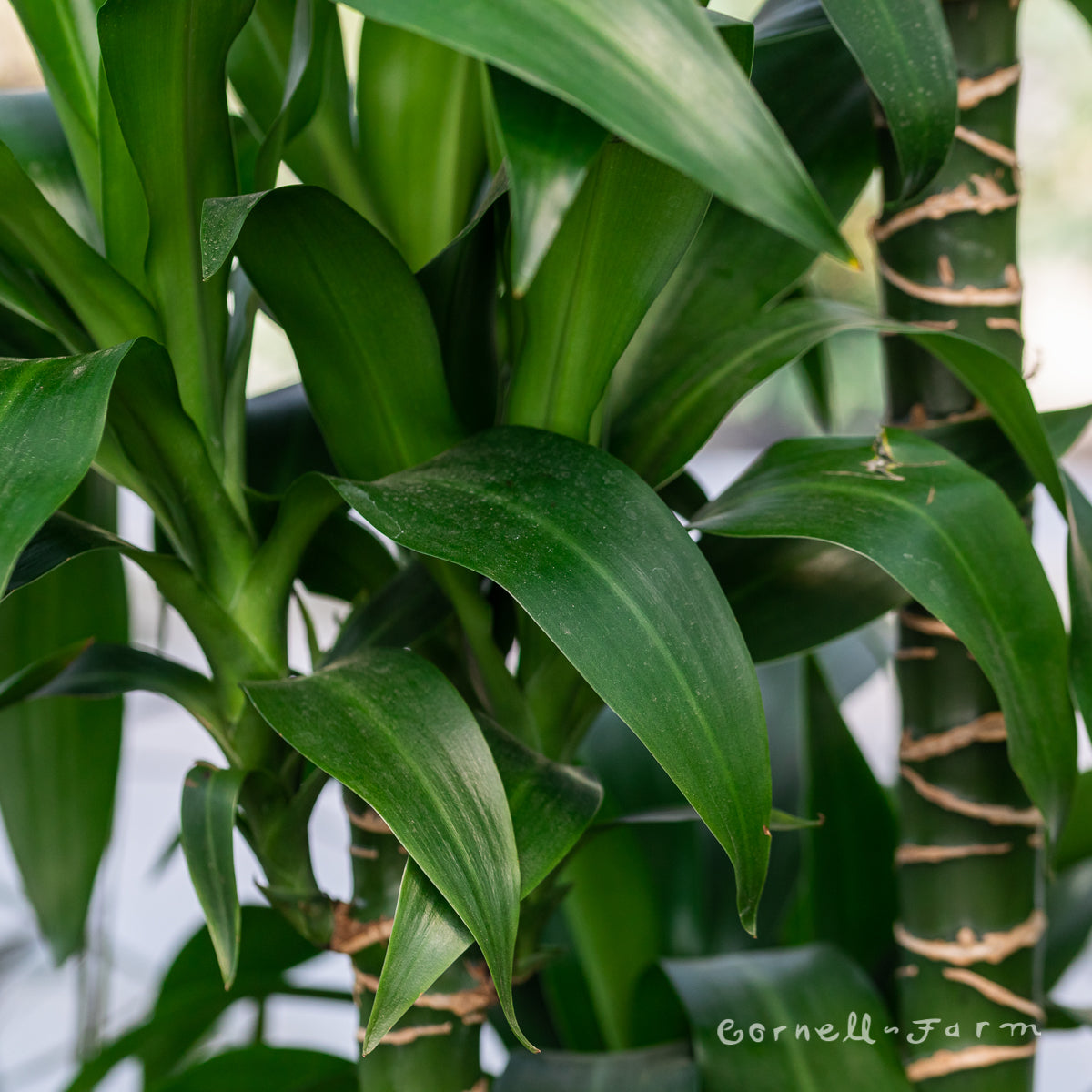 dracaena dark leaves Dracaena Black Beauty 12in (5-6ft) – Cornell Farm