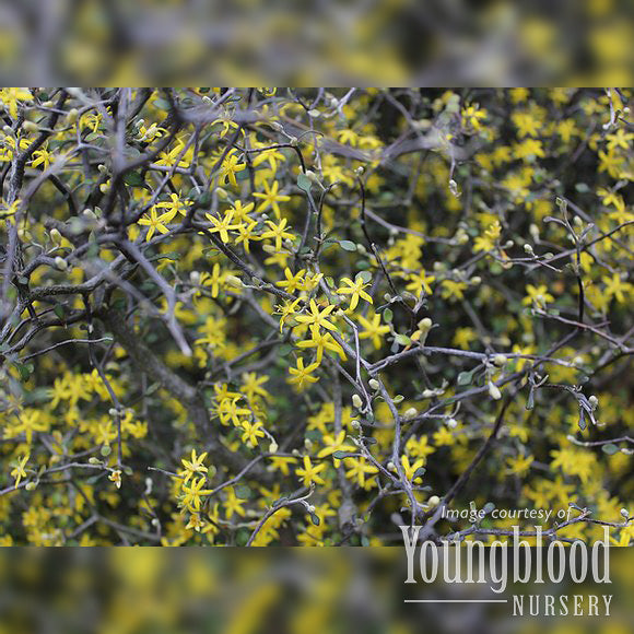 Corokia cotoneaster Qrt