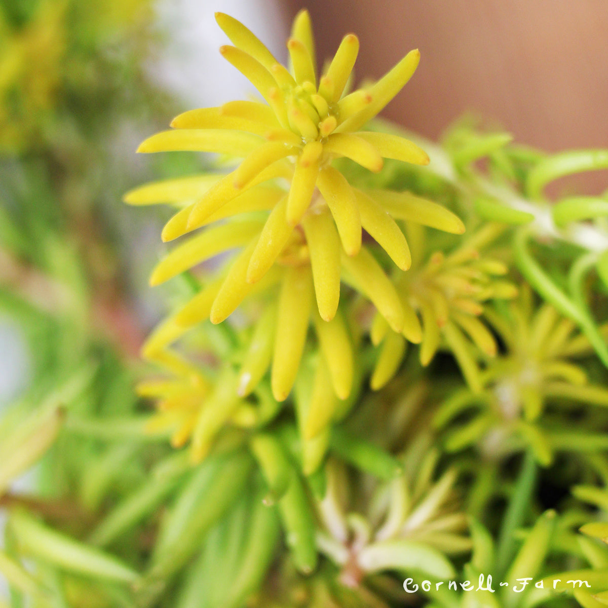 Sedum r. Angelina 4.25in CF