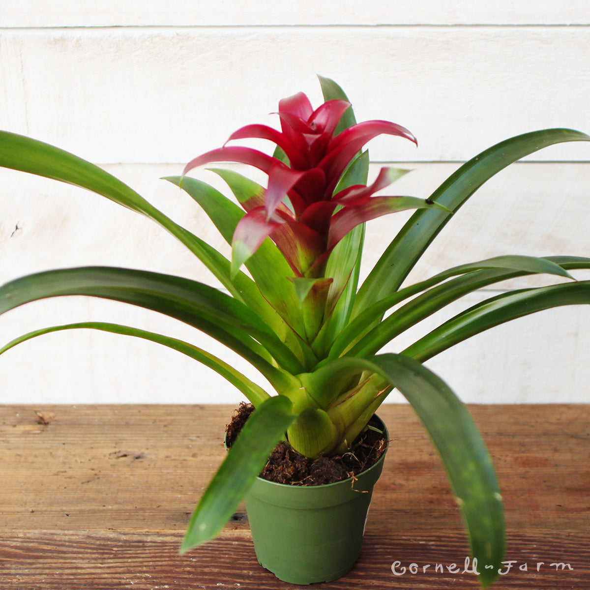 Guzmania Bromeliad 4in Assorted