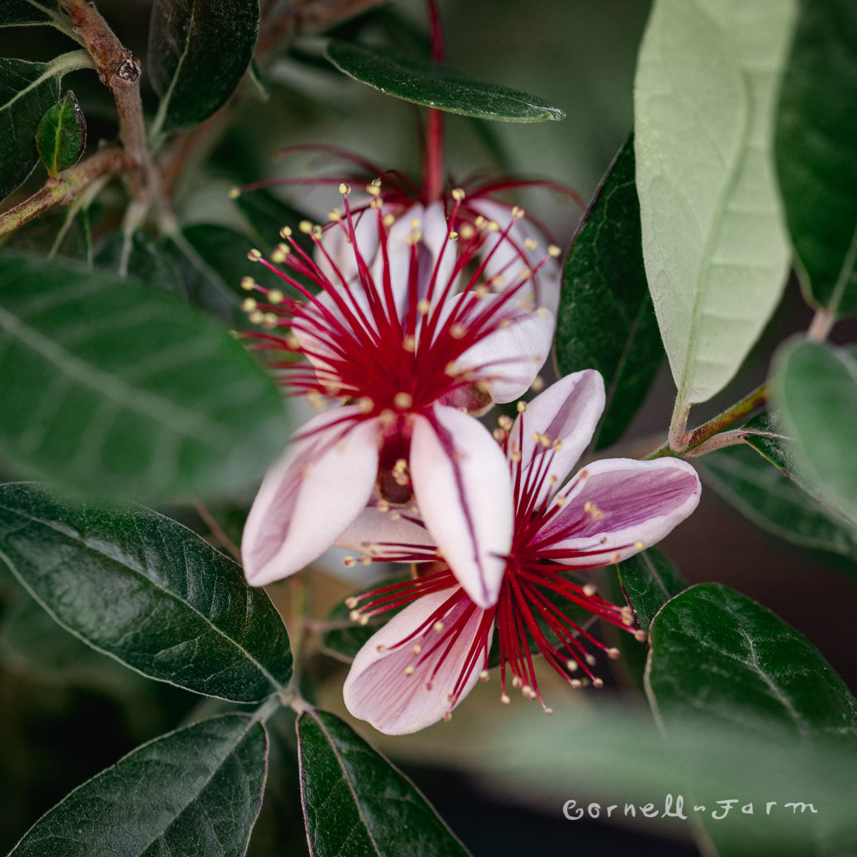 pineapple guava plants for sale Pineapple Guava 5gal Feijoa sellowiana