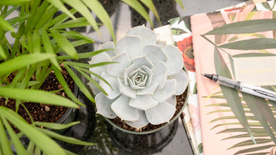 Back to School Houseplants